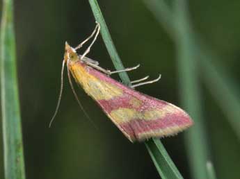 Pyrausta sanguinalis L. adulte - Philippe Mothiron