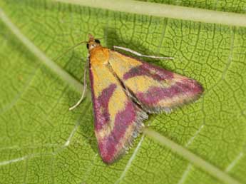 Pyrausta sanguinalis L. adulte - ©Philippe Mothiron