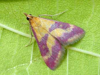 Pyrausta sanguinalis L. adulte - ©Tristan Lafranchis