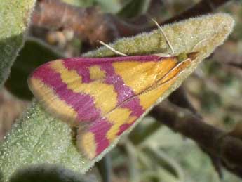 Pyrausta sanguinalis L. adulte - ©Tristan Lafranchis