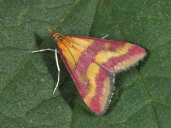 Pyrausta sanguinalis L. adulte - ©Philippe Mothiron