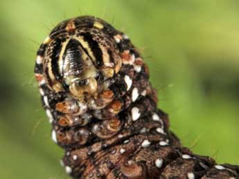  Chenille de Cucullia santolinae Rbr - ©Wolfgang Wagner, www.pyrgus.de