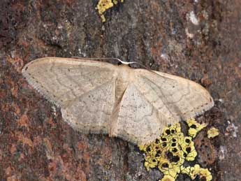 Idaea sardoniata Homberg adulte - ©Lionel Taurand