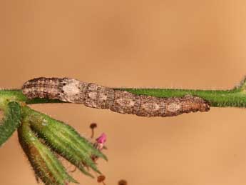  Chenille de Idaea sardoniata Homberg - ©Lionel Taurand