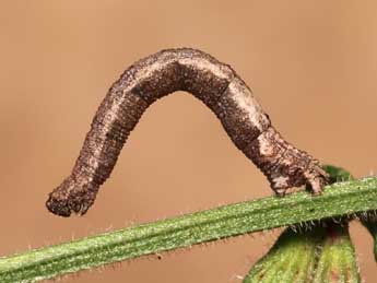  Chenille de Idaea sardoniata Homberg - ©Lionel Taurand