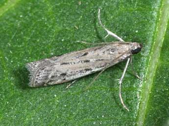 Phycitodes saxicola Vaughan adulte - Philippe Mothiron