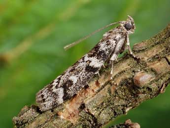 Dioryctria schuetzeella Fuchs adulte - ©Friedmar Graf