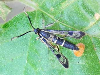 Synanthedon scoliaeformis Bkh. adulte - ©Philippe Mothiron