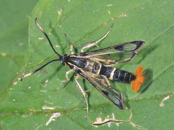 Synanthedon scoliaeformis Bkh. adulte - Philippe Mothiron