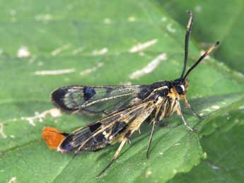 Synanthedon scoliaeformis Bkh. adulte - Philippe Mothiron