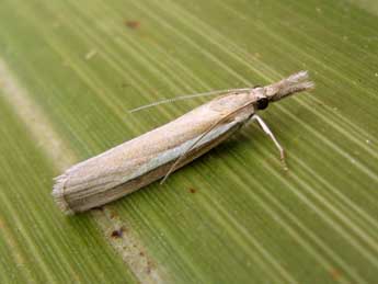 Agriphila selasella Hb. adulte - ©Nicole Lepertel