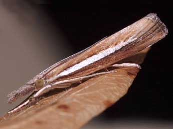 Agriphila selasella Hb. adulte - Jrmie Lemari