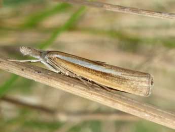 Agriphila selasella Hb. adulte - Tristan Lafranchis