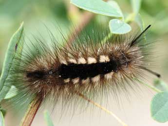  Chenille de Gynaephora selenitica Esp. - ©Emmanuel Ruiz