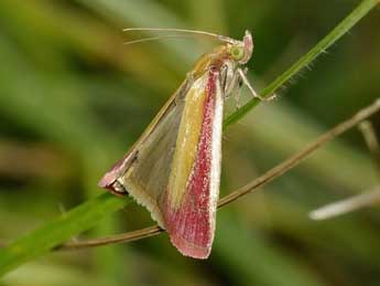 Oncocera semirubella Scop. adulte - Jean-Franois Maradan