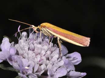 Oncocera semirubella Scop. adulte - ©Philippe Mothiron