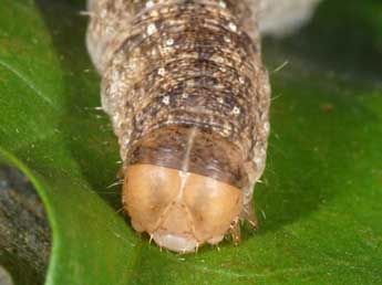  Chenille de Polia serratilinea Tr. - ©Wolfgang Wagner, www.pyrgus.de