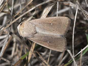 Mythimna sicula Tr. adulte - Philippe Mothiron