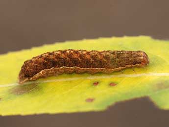  Chenille de Eugraphe sigma D. & S. - ©Stphane Grenier