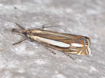 Crambus silvella Hb. adulte - Philippe Mothiron