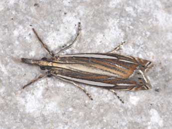 Crambus silvella Hb. adulte - ©Philippe Mothiron