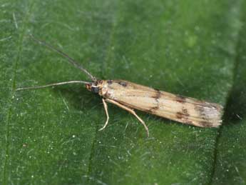 Homoeosoma sinuella F. adulte - Philippe Mothiron