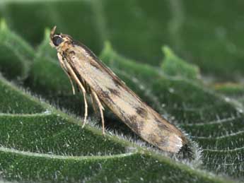 Homoeosoma sinuella F. adulte - Philippe Mothiron