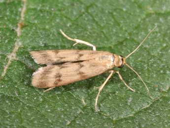 Homoeosoma sinuella F. adulte - Philippe Mothiron