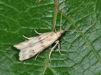 Homoeosoma sinuella F. adulte - Philippe Mothiron