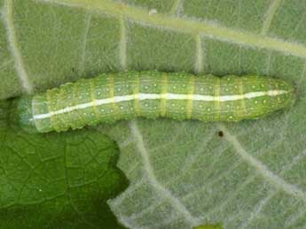  Chenille de Lithophane socia Hfn. - Wolfgang Wagner, www.pyrgus.de