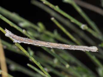  Chenille de Synopsia sociaria Hb. - ©Philippe Mothiron