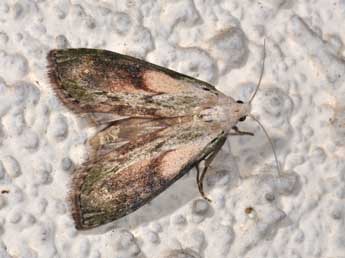 Aphomia sociella L. adulte - Philippe Mothiron