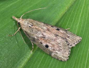 Aphomia sociella L. adulte - Philippe Mothiron