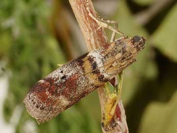 Acrobasis sodalella Z. adulte - ©Friedmar Graf