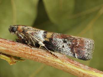 Acrobasis sodalella Z. adulte - ©Friedmar Graf