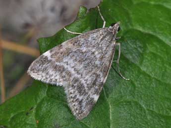 Evergestis sophialis F. adulte - Philippe Mothiron