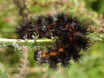  Chenille de Diaphora sordida Hb. - Tristan Lafranchis