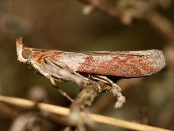 Selagia spadicella Hb. adulte - ©Jean-Laurent Hentz