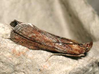 Selagia spadicella Hb. adulte - ©Jean-Pierre Lamoline