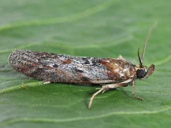 Selagia spadicella Hb. adulte - ©Philippe Mothiron