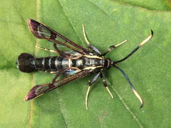 Synanthedon spheciformis D. & S. adulte - ©Andr Lantz