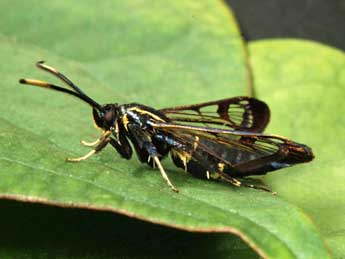 Synanthedon spheciformis D. & S. adulte - Andr Lantz