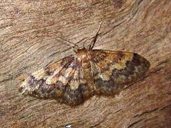 Idaea spissilimbaria Mab. adulte - Anne Filosa