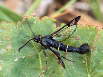 Synanthedon spuleri Fuchs adulte - ©Daniel Morel