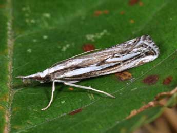 Catoptria staudingeri Z. adulte - Philippe Mothiron