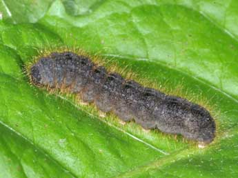  Chenille de Conistra staudingeri Grasl. - Philippe Mothiron