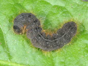  Chenille de Conistra staudingeri Grasl. - ©Philippe Mothiron