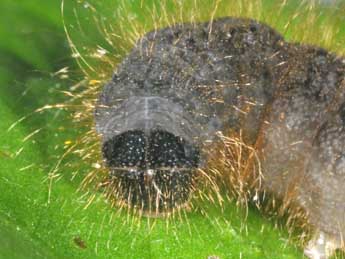  Chenille de Conistra staudingeri Grasl. - ©Philippe Mothiron