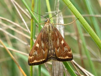 Loxostege sticticalis L. adulte - Tristan Lafranchis