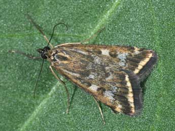 Loxostege sticticalis L. adulte - Philippe Mothiron